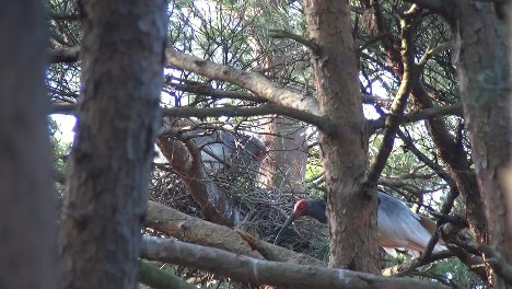 Photo Journal: Natural nesting