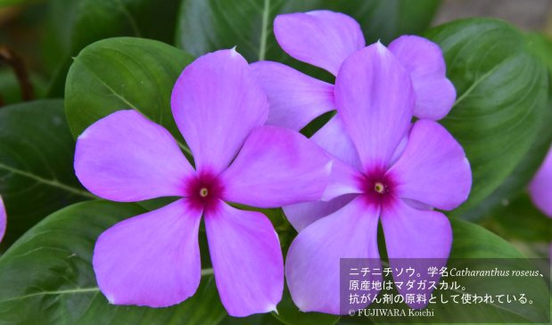 その薬は、かつて1枚の木の葉から作られたのかもしれない | 薬草の森を