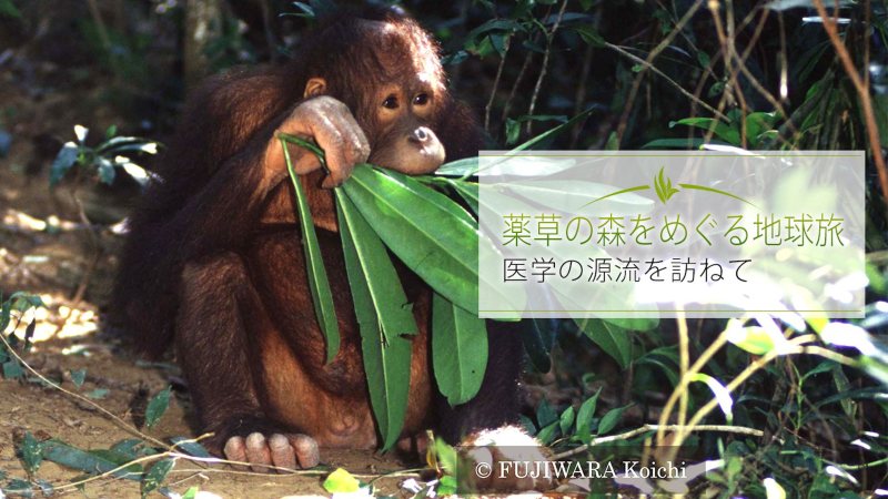 「森の人」を意味するオランウータン、学名Pongo pygmaeus。何十種類もの植物の葉や実を食べ、その中には人間が使う薬用植物も含まれている。オランウータンが暮らす森には50haに1000種類以上の樹木が生育している。