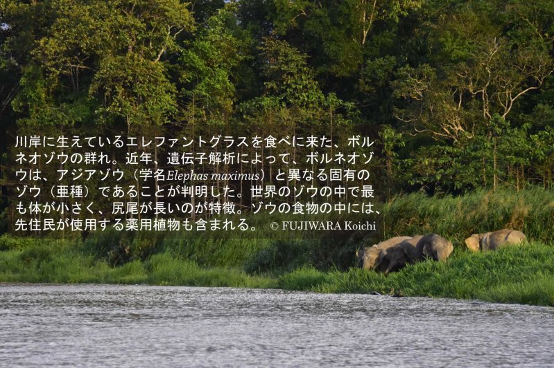 風邪に効く薬草は 手のひら の形をした葉だった 薬草の森をめぐる地球旅 医学の源流を訪ねて 鷺森ゆう子 藤原幸一 毎日新聞 医療プレミア