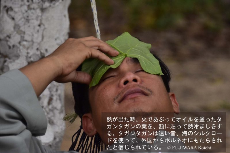 風邪に効く薬草は 手のひら の形をした葉だった 薬草の森をめぐる地球旅 医学の源流を訪ねて 鷺森ゆう子 藤原幸一 毎日新聞 医療プレミア