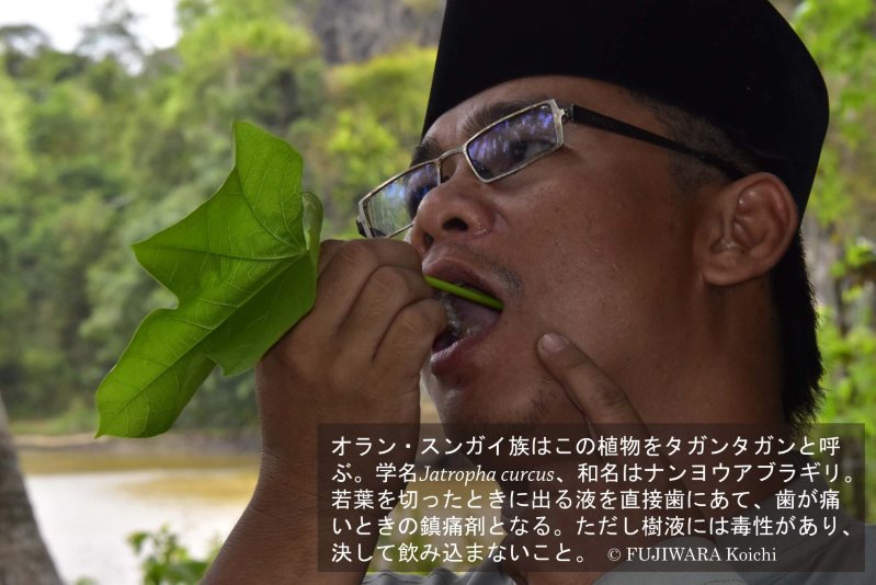 風邪に効く薬草は 手のひら の形をした葉だった 薬草の森をめぐる地球旅 医学の源流を訪ねて 鷺森ゆう子 藤原幸一 毎日新聞 医療プレミア