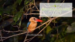 夜の森を静かに小舟で進むと、炎のように赤いくちばしをしたコウハシショウビンに出会った。学名Pelargopsis capensis。全長37cm。水辺で暮らし、水に飛び込んで魚やエビやカニ、トカゲやカエルなどを食べる。