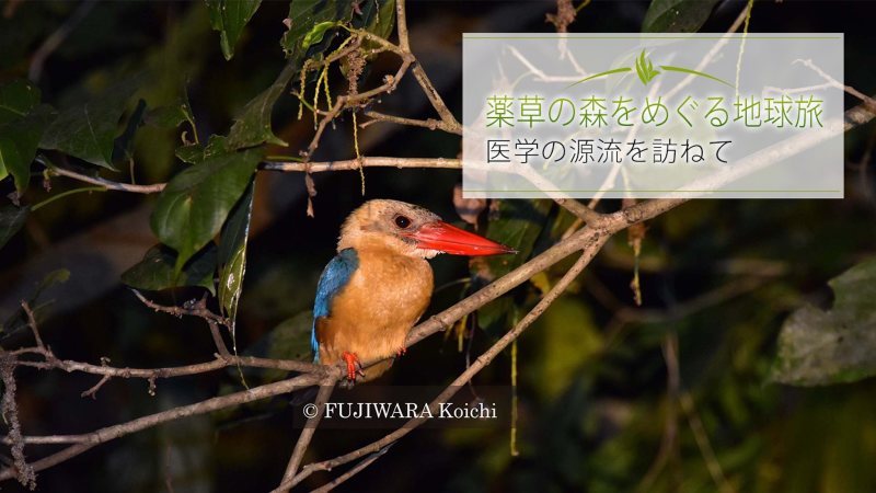 夜の森を静かに小舟で進むと、炎のように赤いくちばしをしたコウハシショウビンに出会った。学名Pelargopsis capensis。全長37cm。水辺で暮らし、水に飛び込んで魚やエビやカニ、トカゲやカエルなどを食べる。