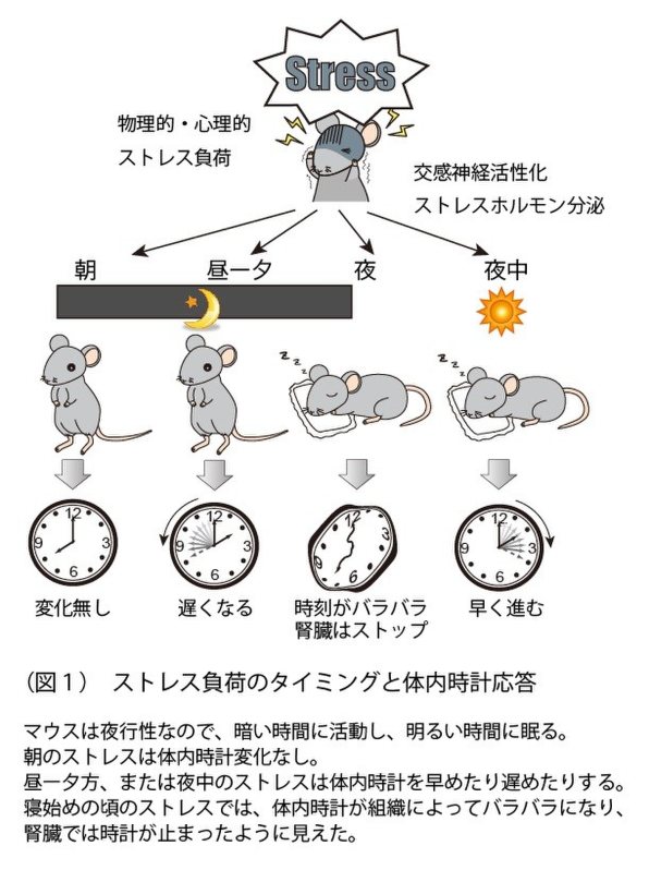 早稲田大学・田原優助教提供を編集部で一部改変