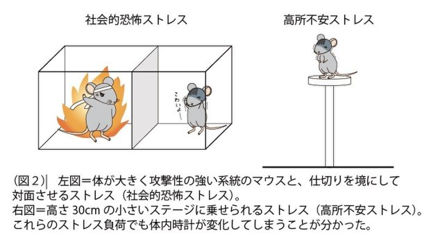早稲田大学・田原優助教提供を編集部で一部改変
