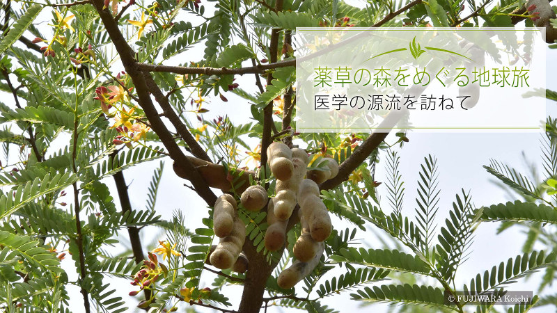 ジャムウの重要な材料であるアサム・ジャワ(学名:Tamarindus indica、英和名:タマリンド)は、インドから持ち込まれたアーユルヴェーダ薬用植物として、今では東南アジアに広く分布している。薄いピンクと黄色の花をつける。
