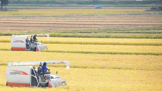 稲穂が実り、稲刈りに励む農家=秋田県大仙市で2015年10月4日、池田一生撮影
