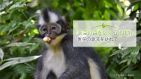 森で好物の果実を見つけ、食べはじめたトマスコノハザル（学名：Presbytis thomasi）。世界中でスマトラ北部だけに生息する。果実や種子を主食としているが、季節によっては花や葉も食べる