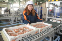 ベルトコンベヤーに乗せられ放射性セシウムの検査機を通過したあんぽ柿＝伊達市梁川町のＪＡ伊達みらいで