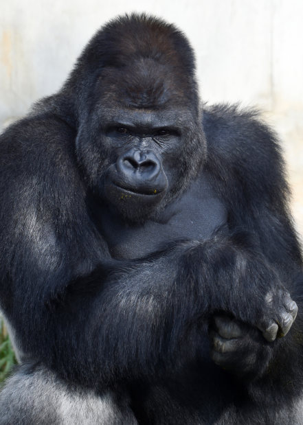 東山動植物園：「イケメン過ぎるゴリラ」引っ越しへ | 毎日新聞