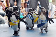 ２０１３年の参院選、投票を呼びかけるペンギン＝石川県七尾市ののとじま水族館で、丹下友紀子撮影