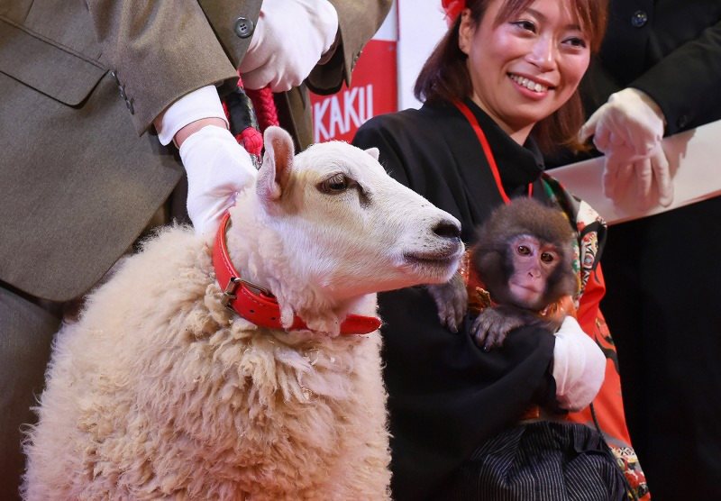 ソニーエンジェル　2015年 年賀状　干支　ヒツジ　羊　難あり ソニーエンジェル 年賀状 2015 干支ver ひつじ 羊 レア卸売り