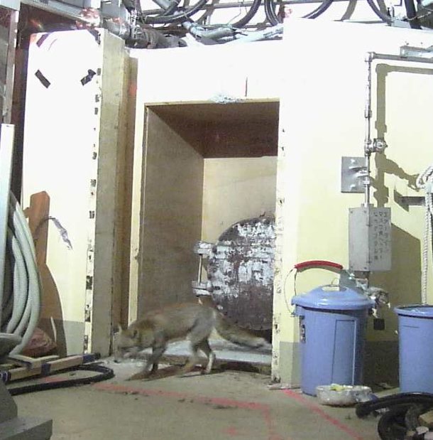 福島第1原発2号機の原子炉建屋付近で確認されたキツネとみられる動物=東電提供