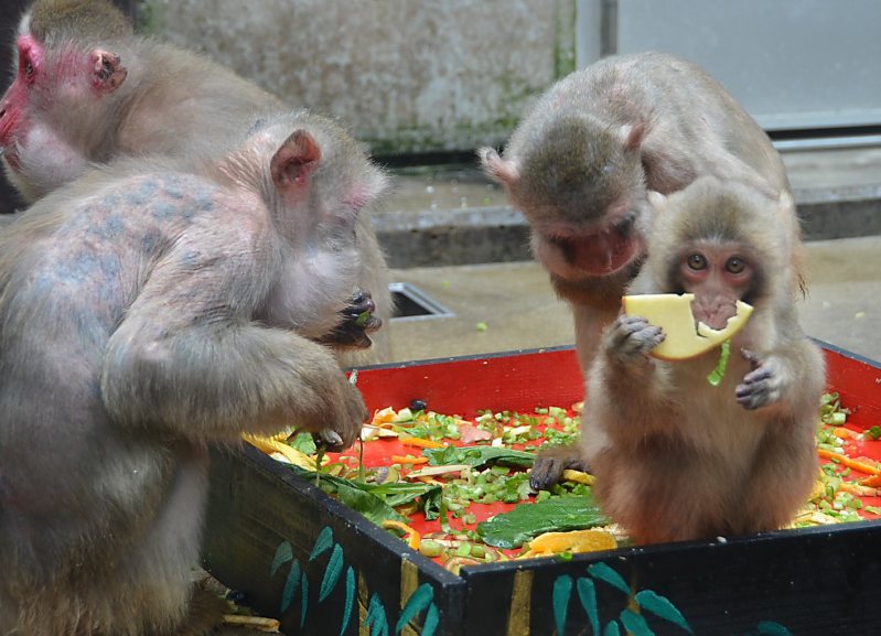 九十九島動植物園：猿ジン全開！ サルに特製おせち…長崎 | 毎日新聞