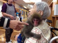 抱きついて甘える「くらま」＝東京都足立区の老人ホームハピネス足立で（モンキーエンターテイメント提供）