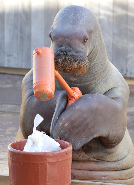 セイウチ：ピコが「餅つき」…前脚で挟むの得意だよ | 毎日新聞