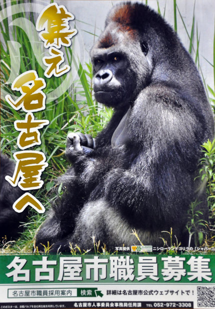 名古屋市職員募集：イケメン過ぎるゴリラが「働こうぜ」 | 毎日新聞