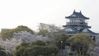 １９５８年に復元された浜松城天守閣＝２０１０年４月６日、瀬上順敬撮影