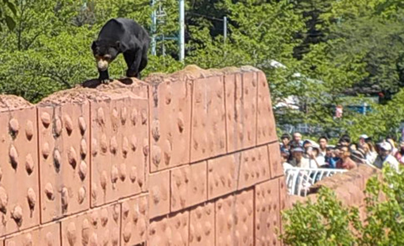 東山動植物園 脱走未遂クマの壁改修 毎日新聞
