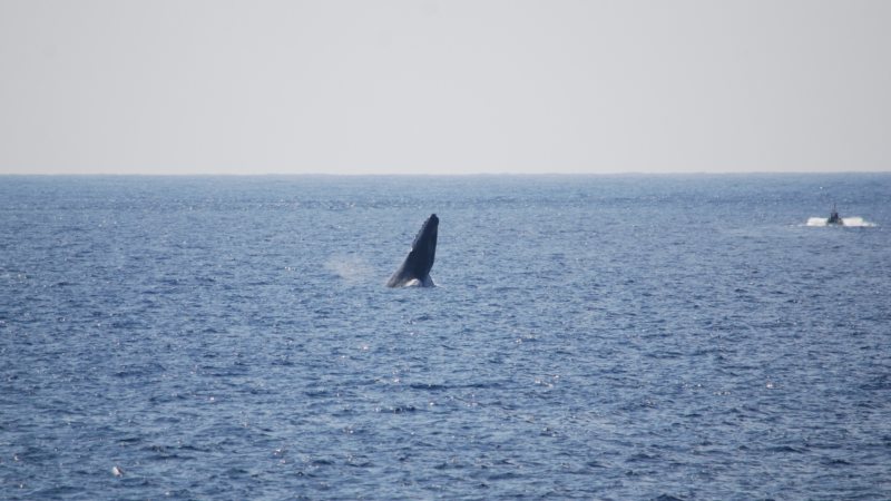 毎年12月〜3月は、ザトウクジラの群れが南大東島の沿岸を訪れます。陸にいながらホエールウオッチングを楽しむことができます=著者提供