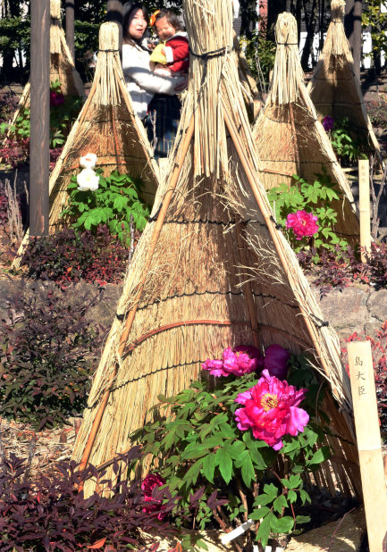冬牡丹：「わらぼっち」に守られ大輪の花 名古屋・徳川園 | 毎日新聞