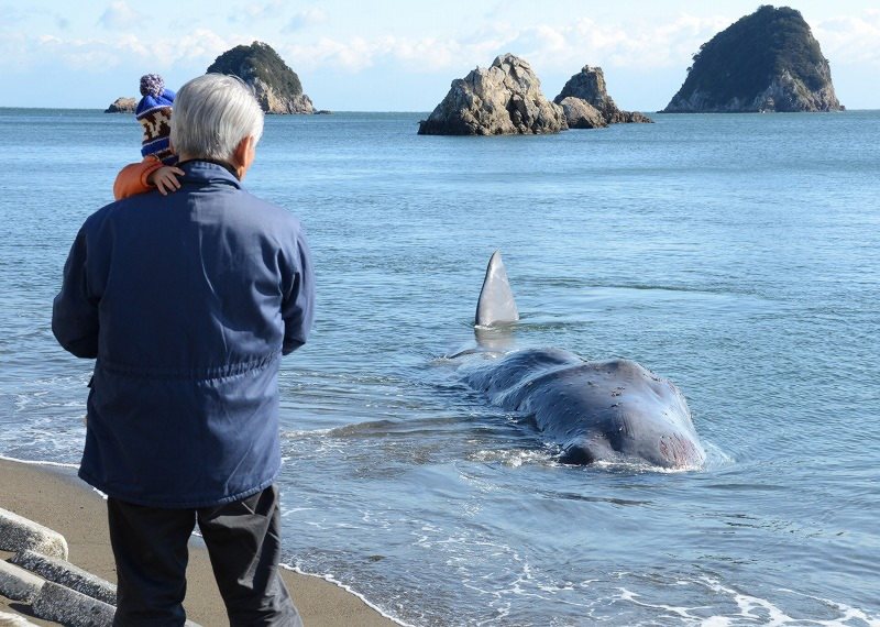 クジラ：徳島の海岸に打ち上げられる [写真特集3/5] | 毎日新聞