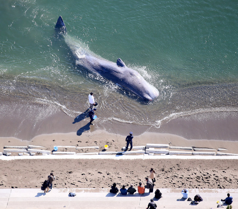 鯨を釣り上げた クジラ：徳島の海岸に打ち上げられる | 毎日新聞