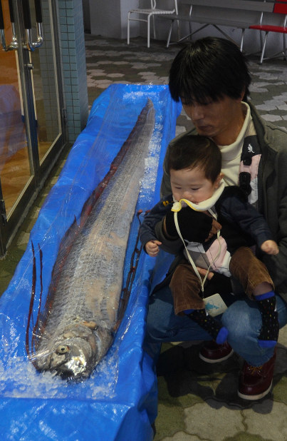 深海魚：リュウグウノツカイ標本展示始まる 新潟市 | 毎日新聞