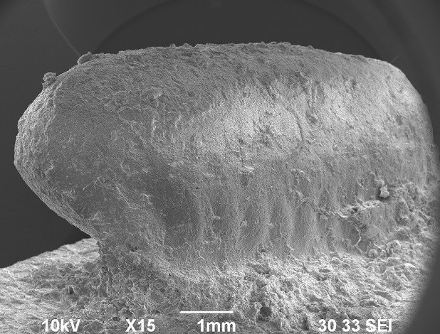 縄文時代の土器から見つかったクロゴキブリの卵鞘とみられる圧痕=熊本大文学部小畑教授提供