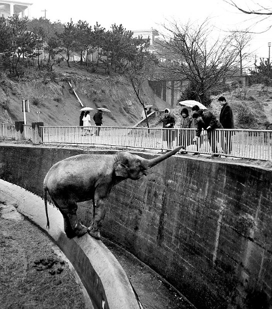 関西50年前：【1966年2月20日】おやつをねだるゾウ | 毎日新聞