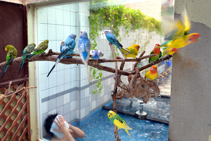 ガラス張りの中庭をインコが飛び回る松葉湯=京都市上京区で、小松雄介撮影