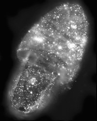 　福島第１原発事故で帰還困難区域になった浪江町にあったスリッパを大判フィルムに２カ月間密着させた。セシウムなどの放射性物質の粒子が放射線を出し、白く光っている＝２０１３年（写真家・森住卓）