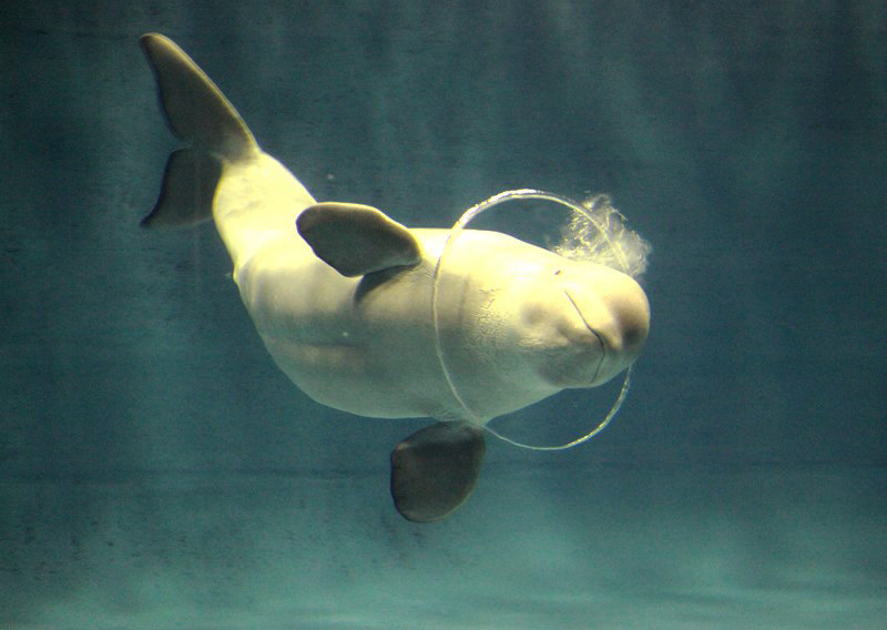 シロイルカ バブルリングの新技完成 名前つけて 毎日新聞 シロイルカ バブルリングの新技完成 名前つけて 毎日新聞