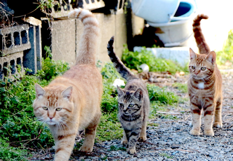 まいにち一日一猫 戦艦駆逐艦巡洋艦 毎日新聞