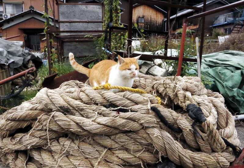 まいにち一日一猫 ちょっと もよおす 毎日新聞