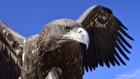 西モンゴルで暮らすカザフ族に受け継がれている伝統文化、鷲匠。写真のイヌワシが使われ「イヌワシ狩り」とも呼ばれている。キツネやウサギなどの足跡を見つけ、そこへイヌワシを放つ