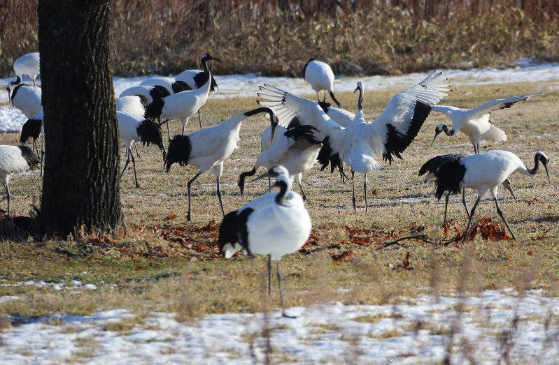 餌を求めて給餌場に集まるタンチョウ=北海道鶴居村下雪裡の鶴見台で、近藤卓資撮影