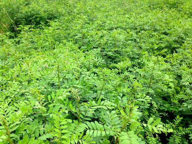 石垣の空 海 太陽から生まれた藍と黄色のストライプ この人 この土地 だから生み出せる一品 小高朋子 毎日新聞 経済プレミア