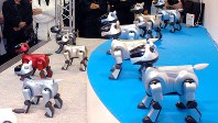 ミュージカルを演じるソニーのＡＩＢＯ＝ＪＲ名古屋駅コンコースで、草川博撮影