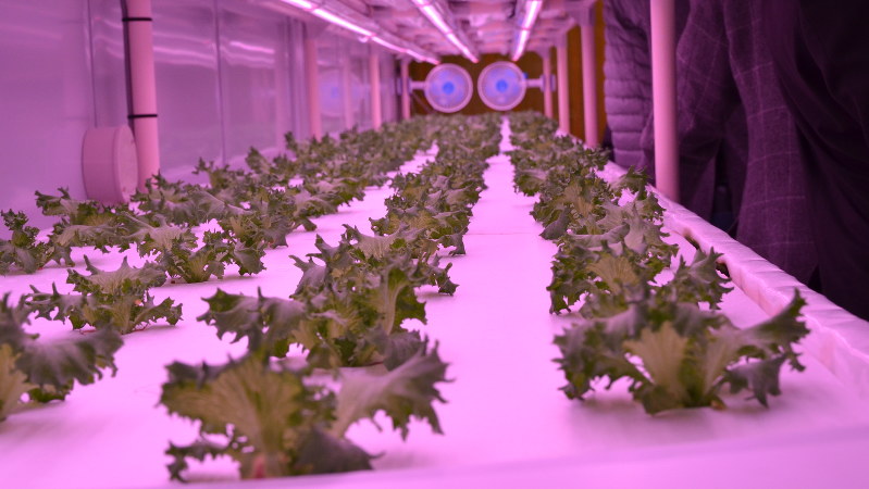 LEDの光で育つ野菜
