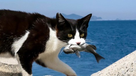 長崎県：犬猫の殺処分 全国ワースト返上へ不妊対策強化へ  毎日新聞