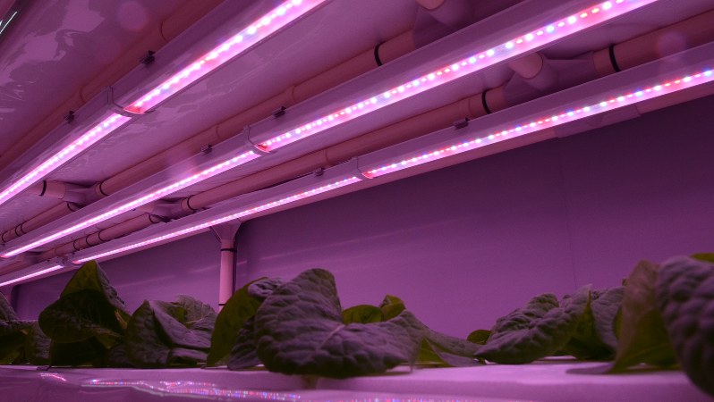 LEDの光で育つ野菜