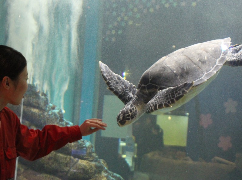 岩手県久慈市の「久慈地下水族科学館もぐらんぴあ」に「帰郷」することになったアオウミガメのカメ吉=青森県の八戸市水産科学館「マリエント」で