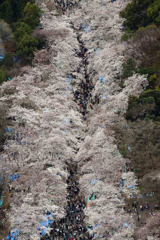 中国人観光客 日本へ花見に行く つぶやき約３倍に 毎日新聞
