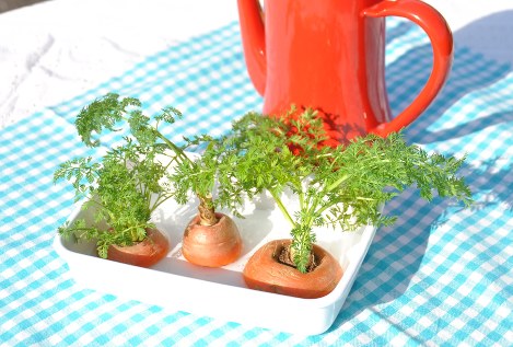 ニンジンのへたの切れ端