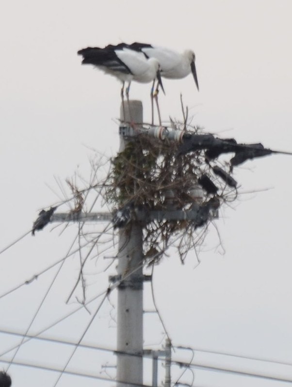 巣を作った電柱の上で寄り添うコウノトリのペア=徳島県鳴門市で2016年2月29日午前11時52分、立野将弘撮影