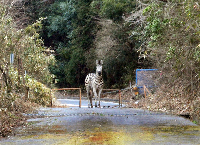 愛知岐阜県境 脱走シマウマ 吹き矢麻酔効き池で溺れ死ぬ 毎日新聞