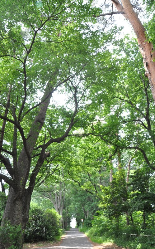 緑豊かな多磨全生園=東京都東村山市で2015年5月28日、山田麻未撮影