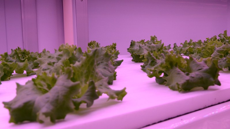 植物工場で栽培される野菜